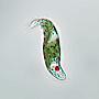 Euglena