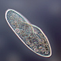 Paramecium