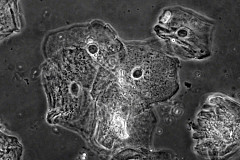 Cheek epithelium cells in phase contrast